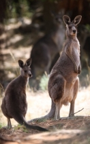 0250 kangaroos on Royal Canberra Golf Course
